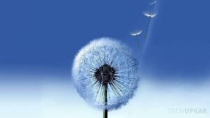 Samsung Dandelion Live Wallpaper: How to Get & Use This Animated Background